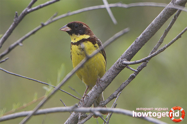 Mating season and reproduction of Dubrovnik