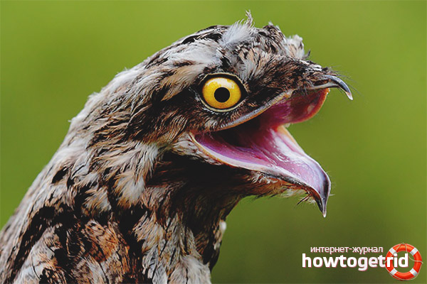 Gemeinsame Ziegenarten