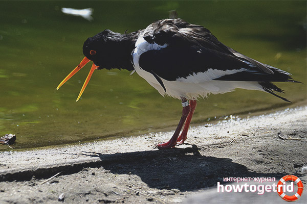 What does the magpie eat