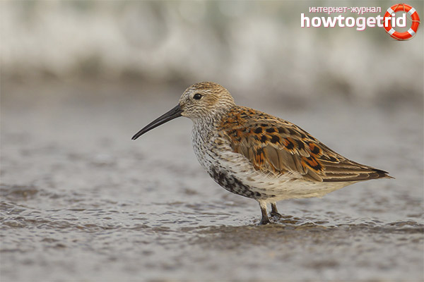 Dunlin