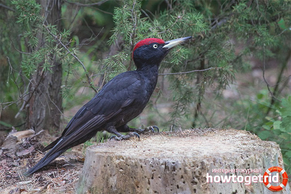 Black woodpecker