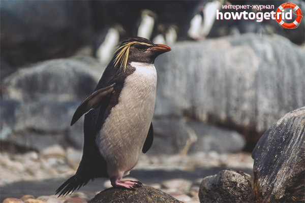 Eudyptes chrysolophus