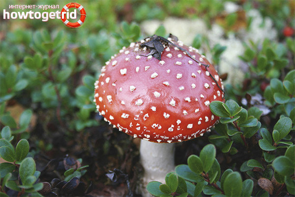 Pharmacological features and properties of red mushroom