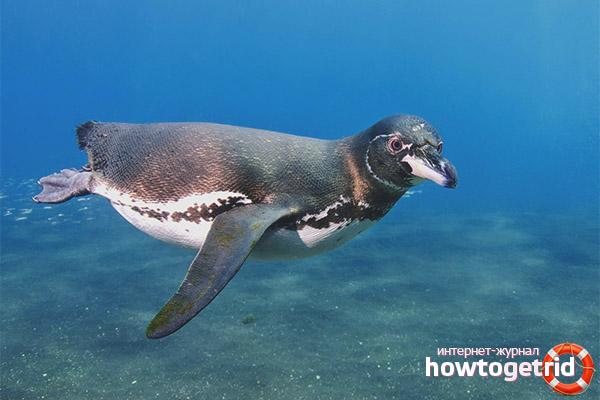 Galapagos Penguin