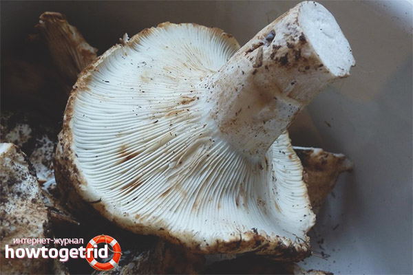 Where is the white preload growing