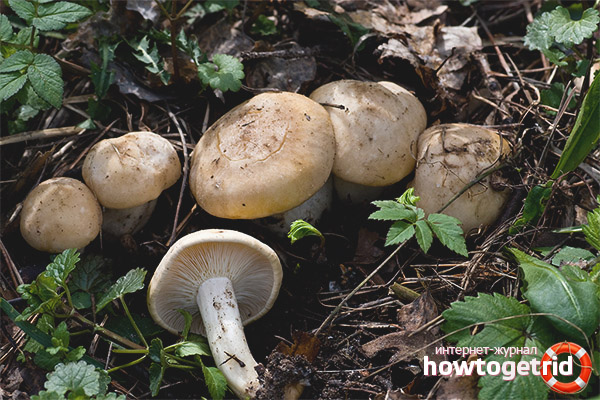 Where May Rowing grows