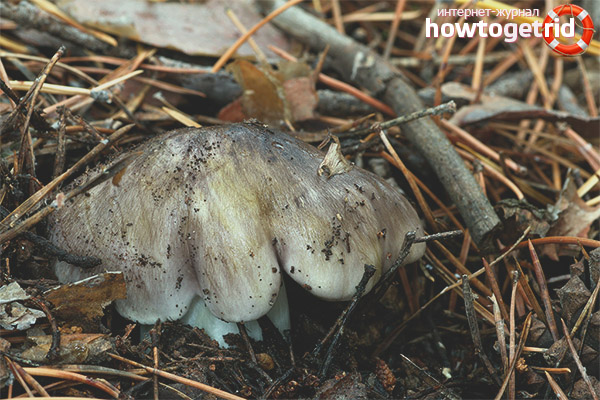 Where gray row grows