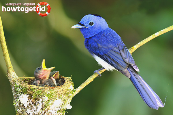 Nesting and breeding of the blue flycatcher