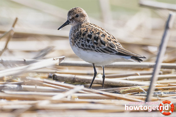 Nesting and breeding Sandpiper