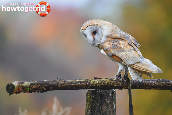 Barn Owl Nesting