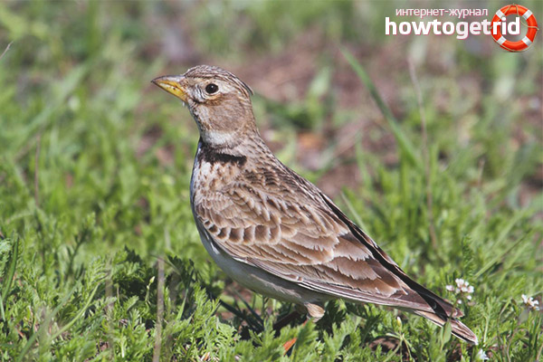 Nesting Steppe Lark