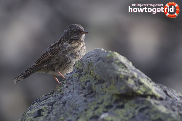 Voice of the Alpine Curler