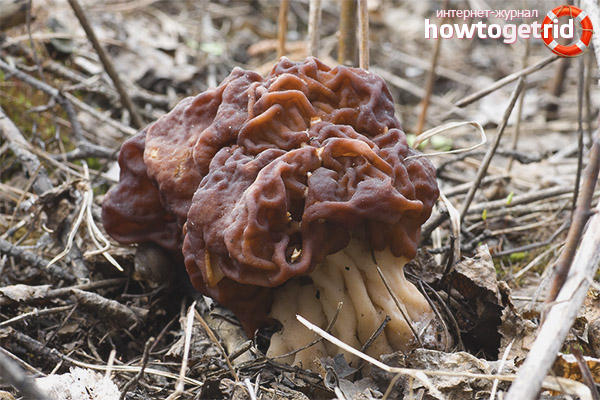Gyromitra esculenta