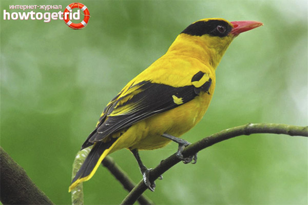 Characteristics of the species of Oriole