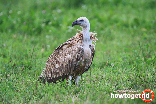 Characteristic habitats of the griffon vulture
