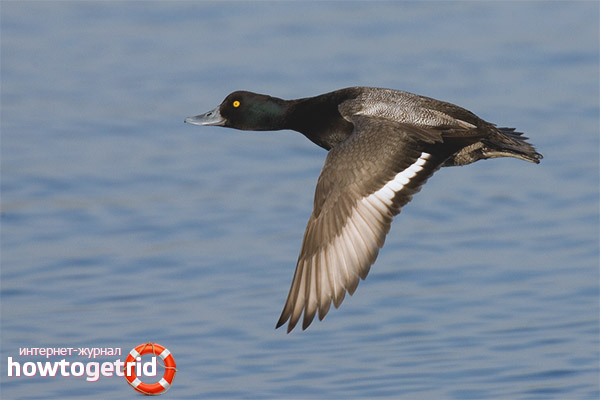 The characteristic features of marine black