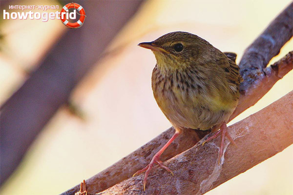 Helopsaltes certhiola