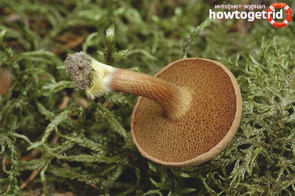 Is the oil can peppered