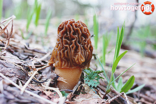 Toxicity and growing morels