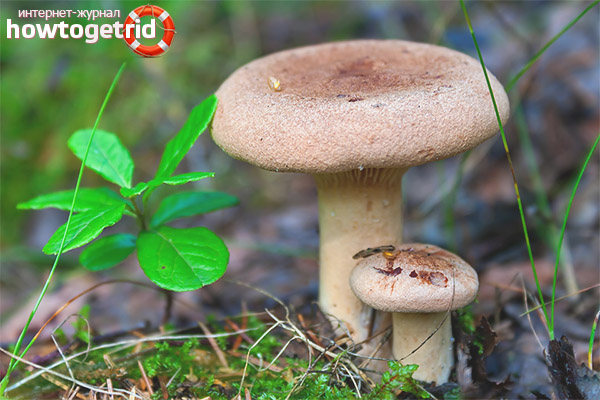 Poisonous milky gray