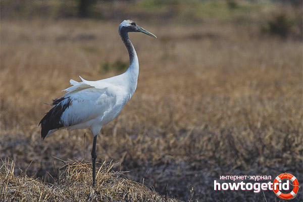 Red-crowned crane