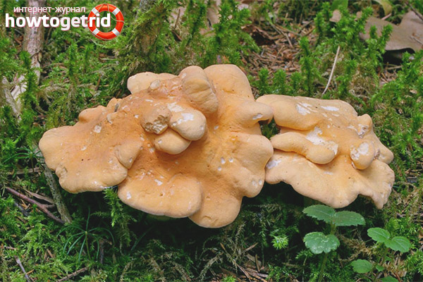 How to cook yellow blackberries