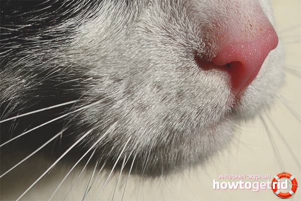 How to treat if the cat’s nose is dry