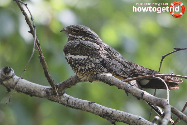 Wie züchten Ziegen?