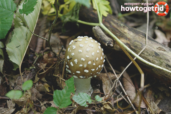 What Danger Amanita Panther Hides