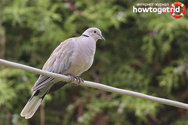 Ringed turtledove