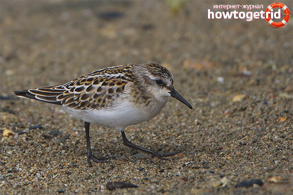 Sparrow Sandpiper