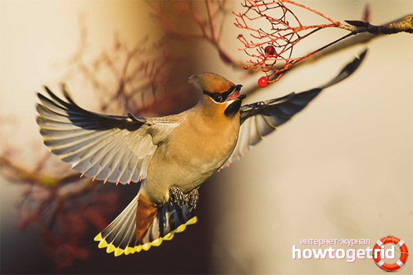 Waxwing behavior
