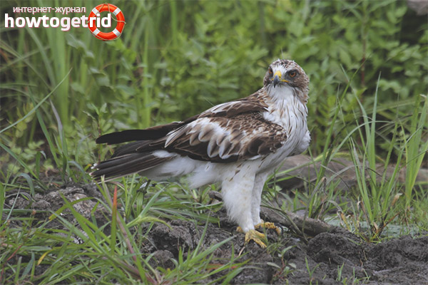 Dwarf Eagle Habitats