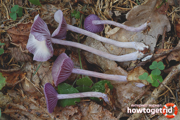 Places of growth and period of growth of amethyst varnish