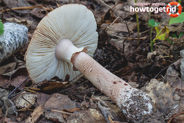 Is it possible to use fly agaric gray-pink