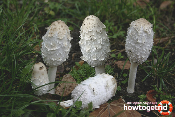 Coprinus white
