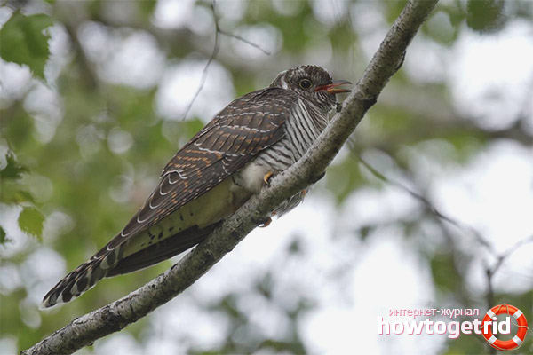 Habitudes de coucou fantaisistes