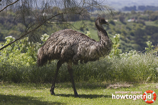 Emu ostrich habitat
