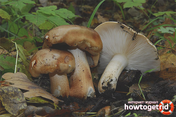 Processing rowing poplar