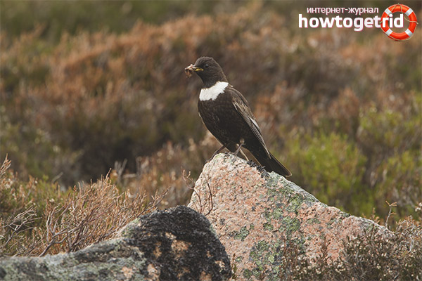 White-throated thrush lifestyle