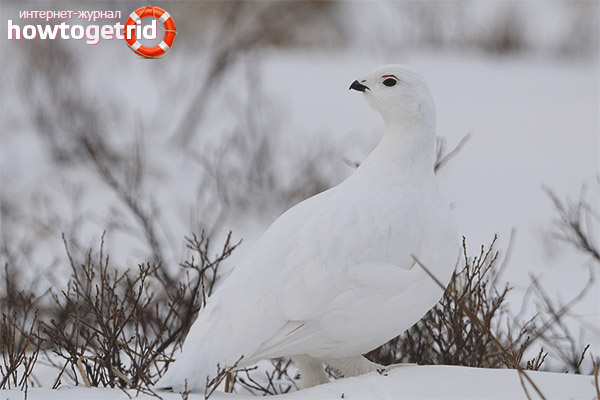 Partridge lifestyle and character