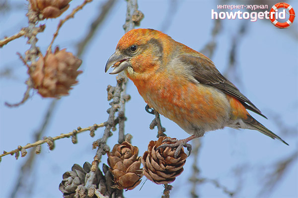 Lifestyle and habitat