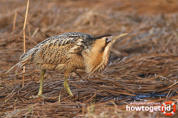 Big drink lifestyle and behavior