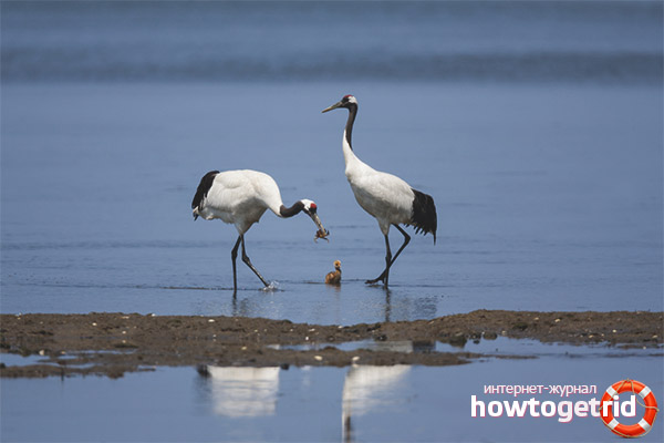 Japanese crane lifestyle