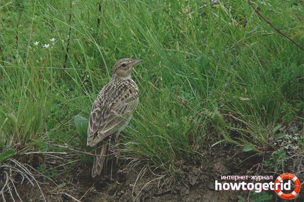 Field Lark Lifestyle