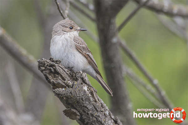 Gray flytrap lifestyle