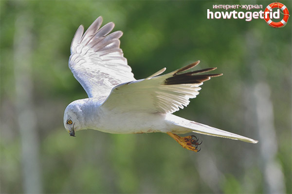 Steppe moon lifestyle