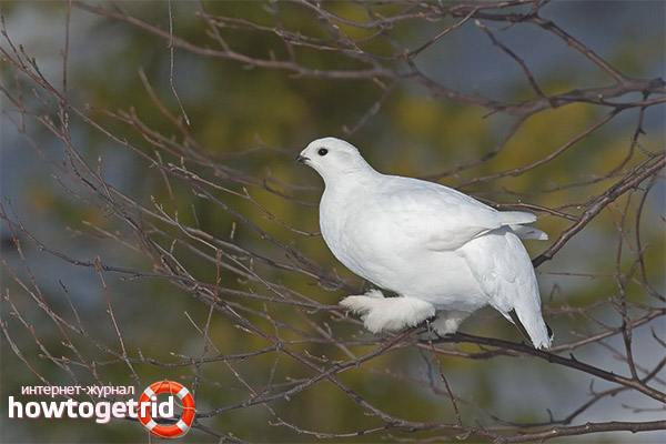 Features of the Partridge