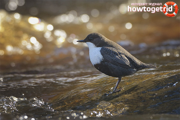 Features of Nesting Dippers