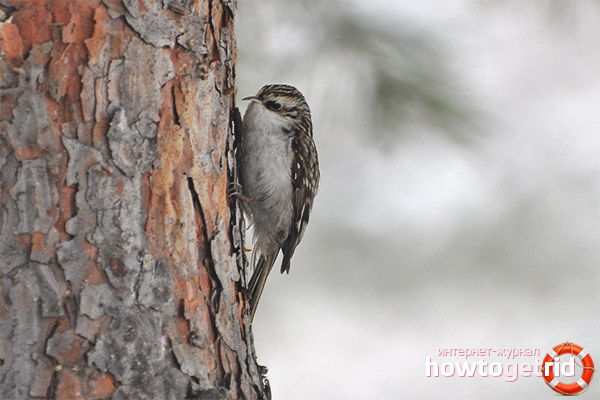 Features of the common pika